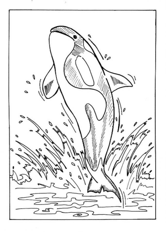 A Orca Brincalhona