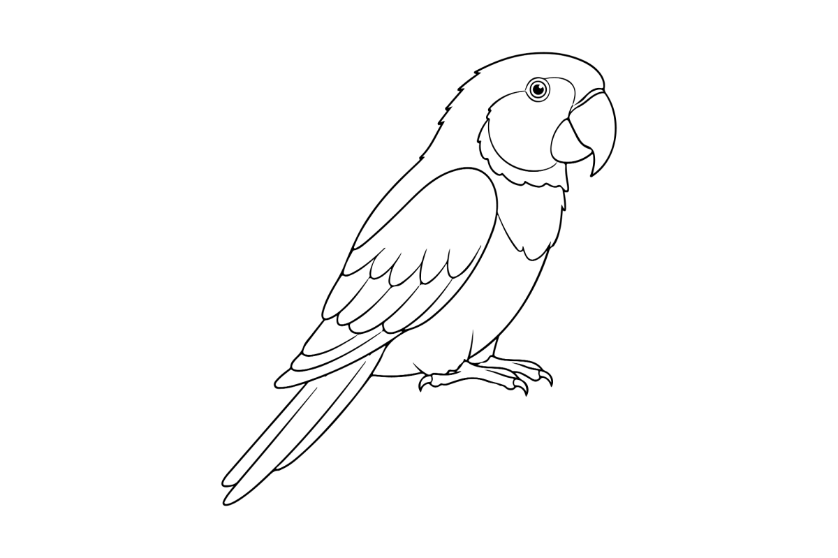 Arara em pé no chão para colorir