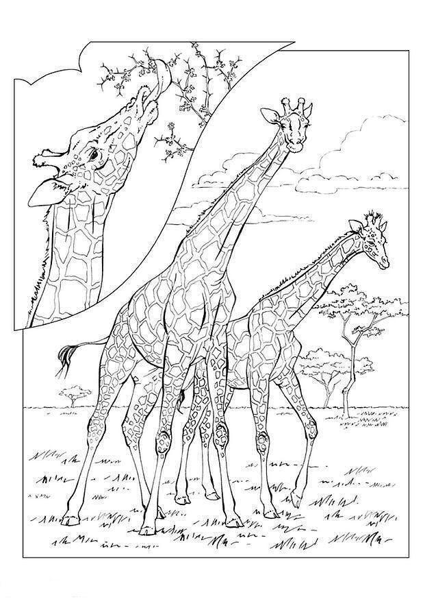 Aventura das Girafas na Savana