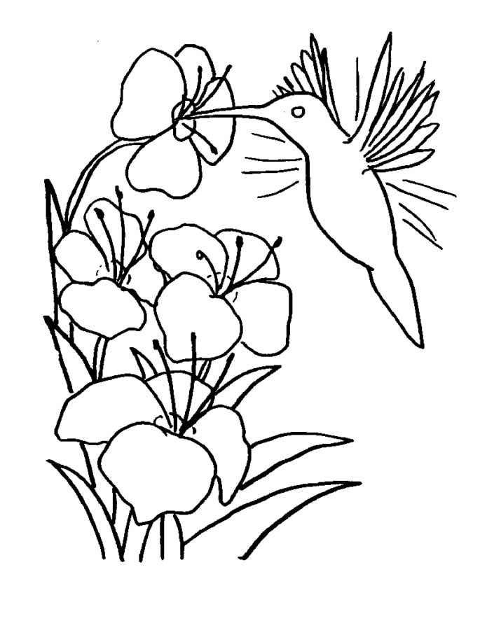 Colorindo a Natureza: Beija-flor e Flores