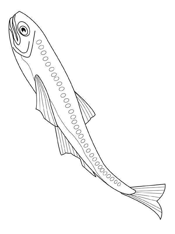 Colorindo o Peixe Fascinante