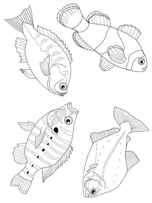 Hora de colorir peixes fantásticos