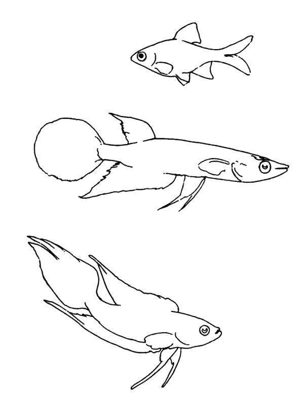 Desenho de Peixes Aguardando Colorir