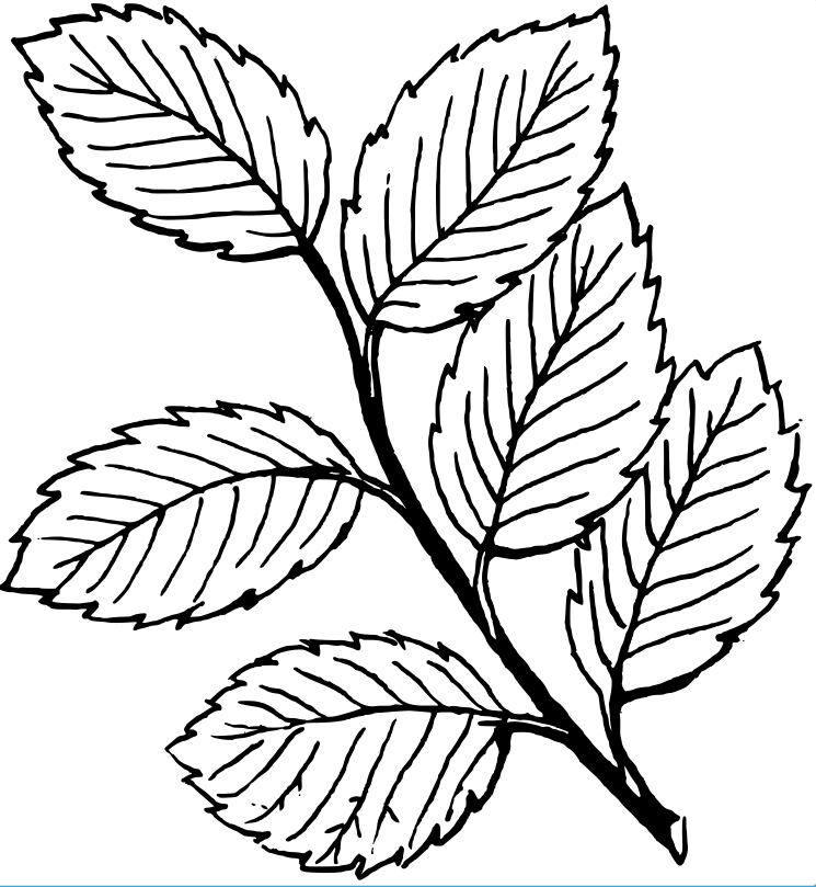 Detalhes Naturais: As Formas de Folhas