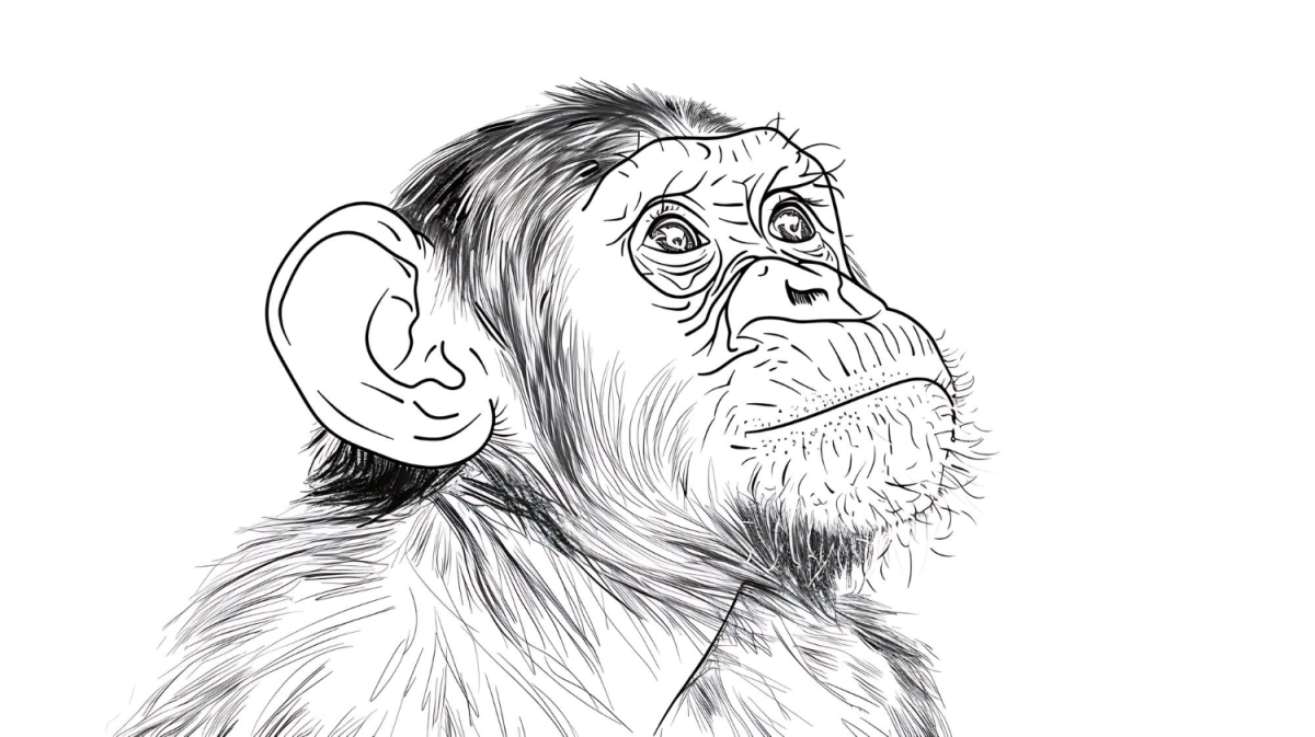 Expressão Curiosa do Macaco