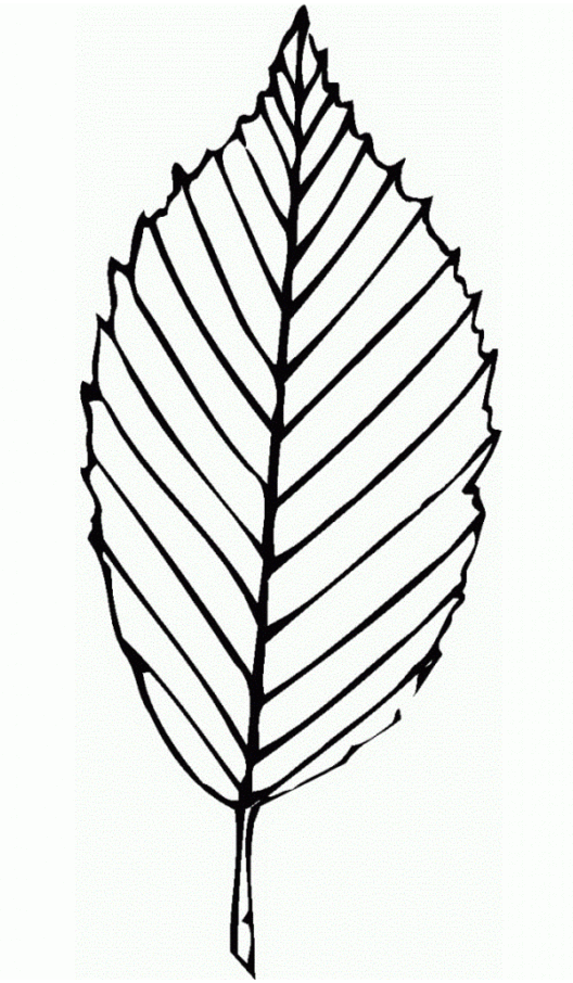 Desenhe a Natureza: Folha Elegante