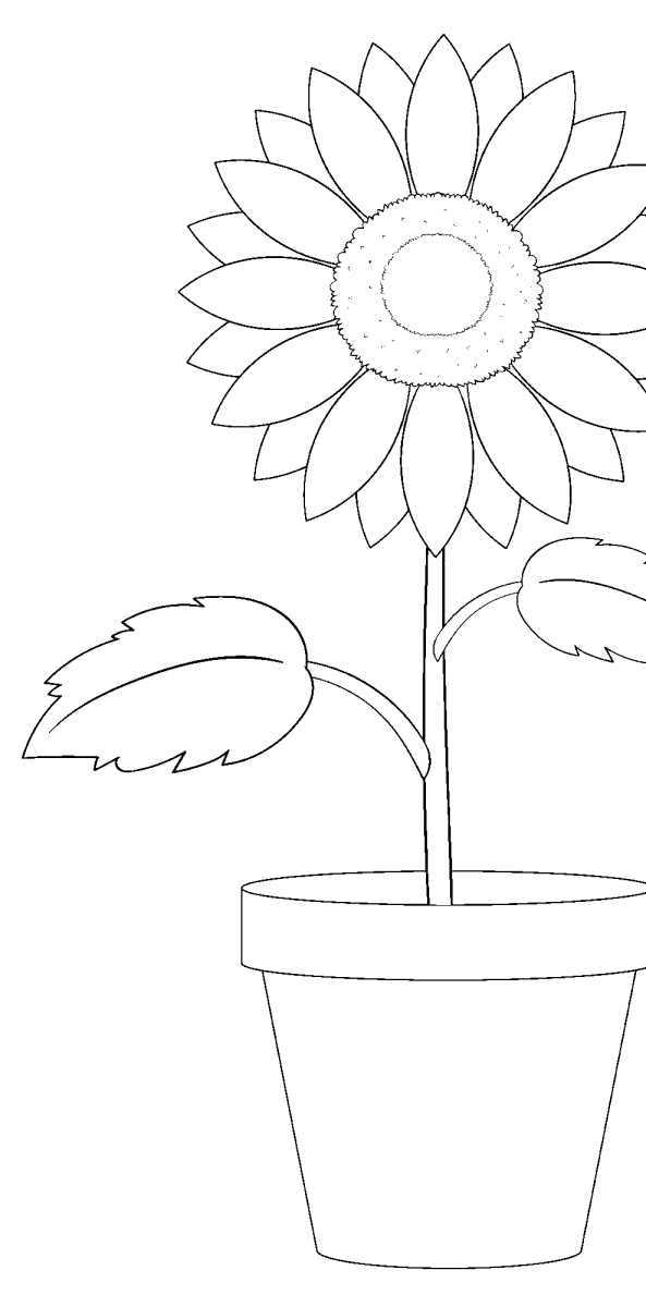 Girassol no vaso de cerâmica para colorir