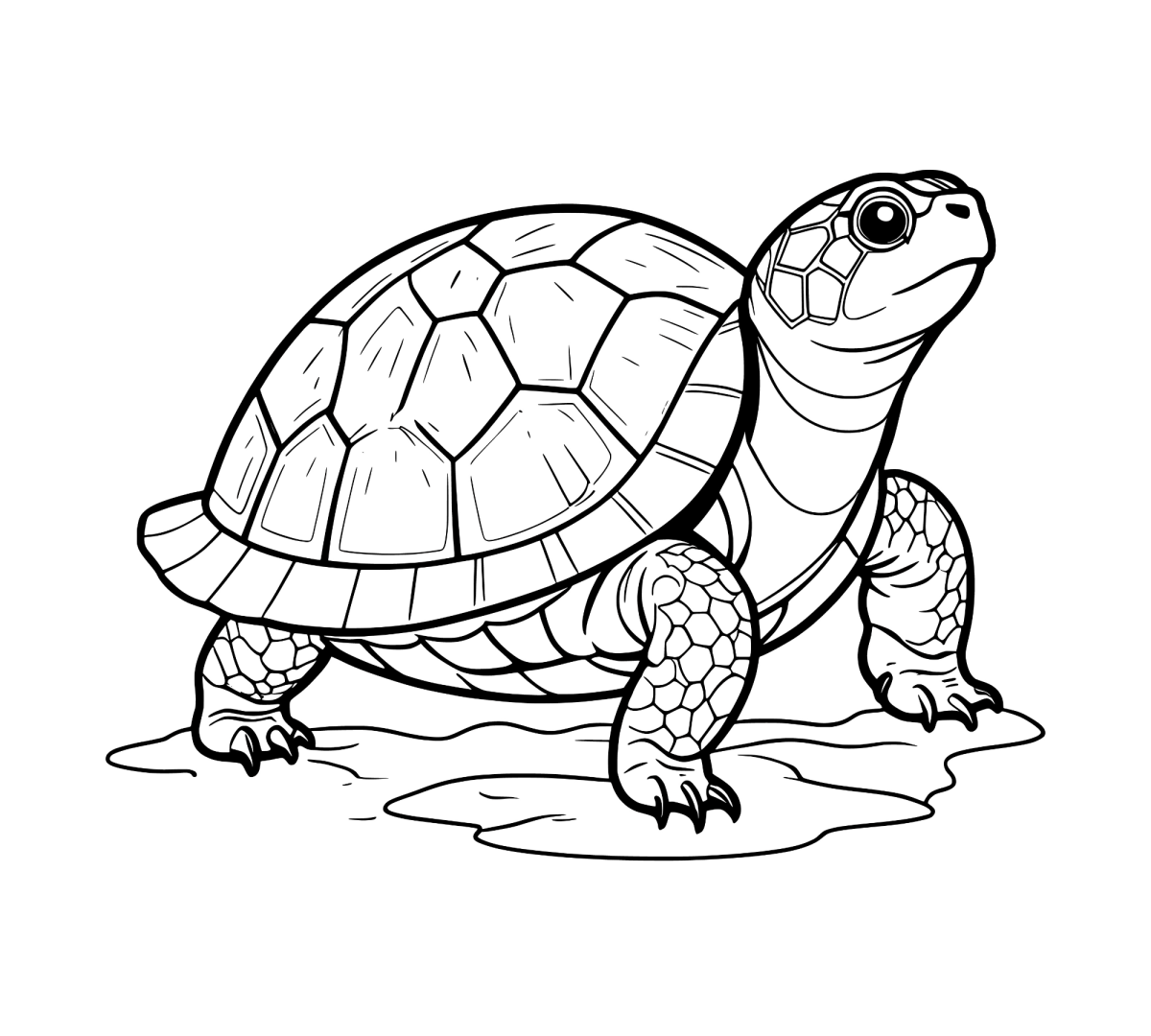 Jabuti olhando para trás para colorir
