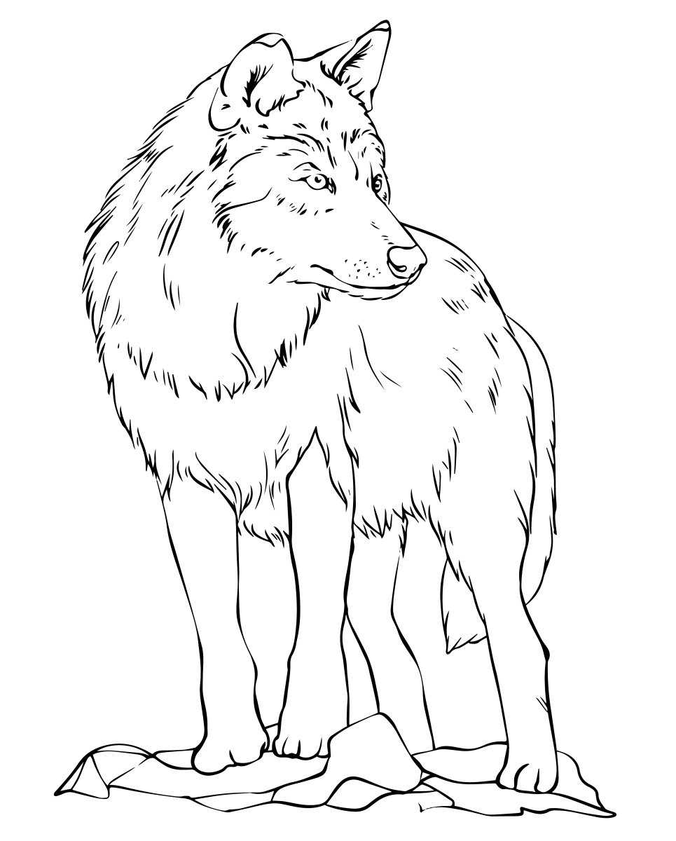 Lobo Majestoso nas Montanhas