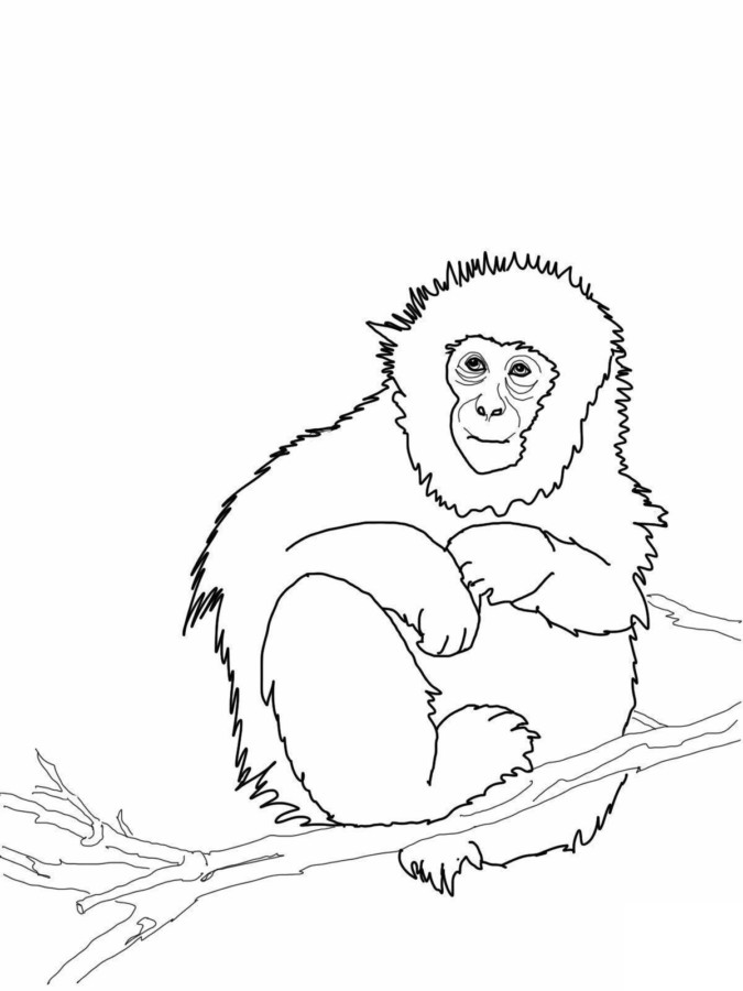 Macaco na Floresta: Hora de Colorir