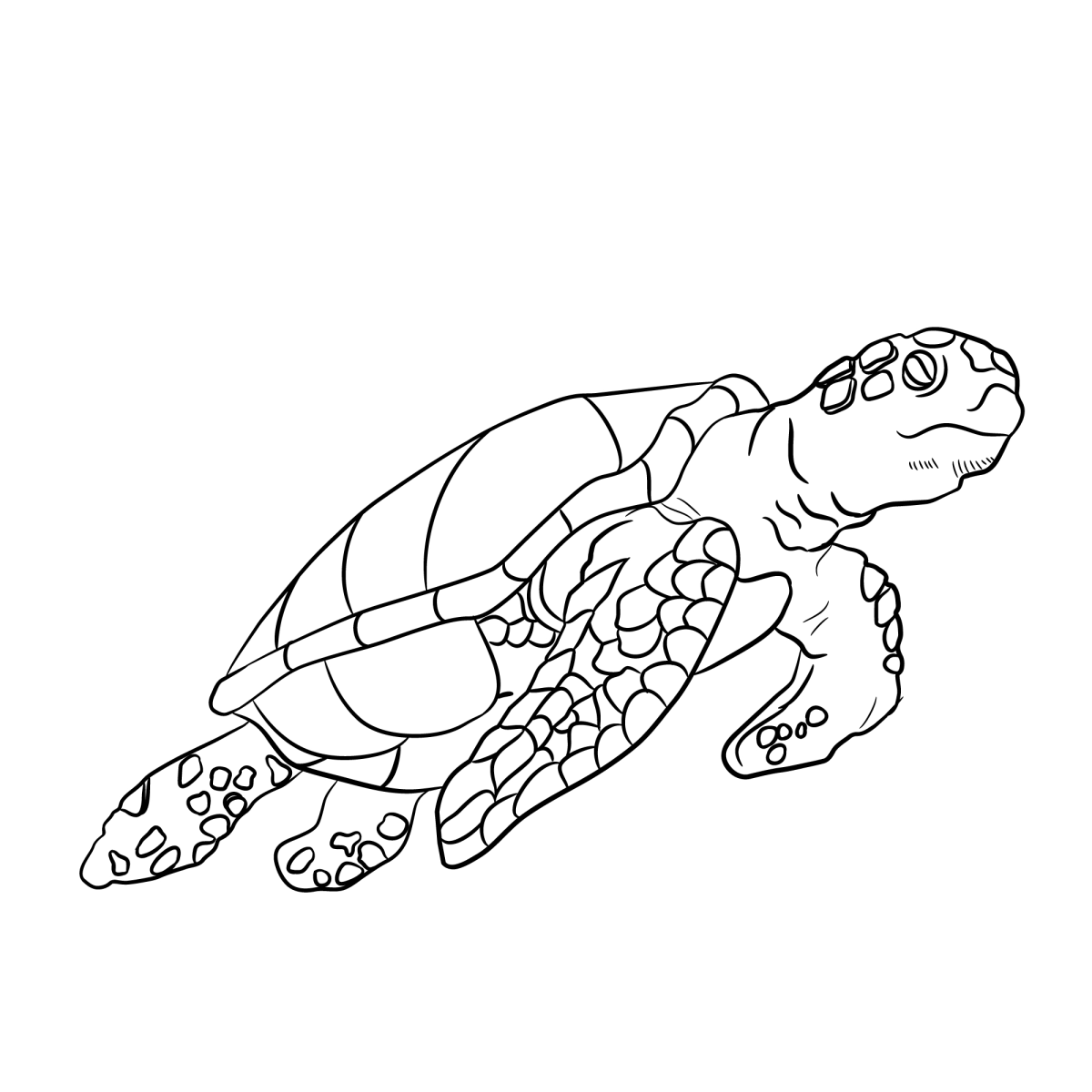 Tartaruga-marinha mergulhando para colorir
