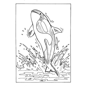 A Orca Brincalhona