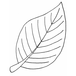 Arte da Folha: Inspire-se com a Natureza