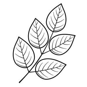 Arte Zen de Folhas