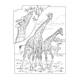 Aventura das Girafas na Savana