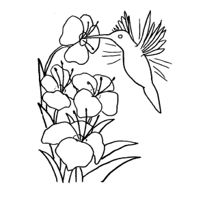 Colorindo a Natureza: Beija-flor e Flores