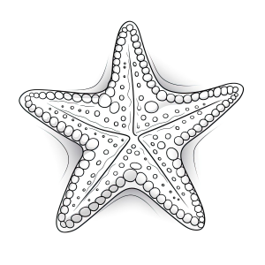 Colorindo a Magia da Estrela do Mar