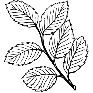 Detalhes Naturais: As Formas de Folhas