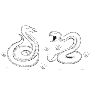Duelo de Serpentes Majestosas