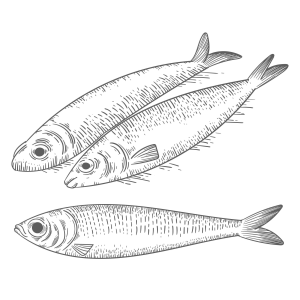 Exploração Artística de Peixes