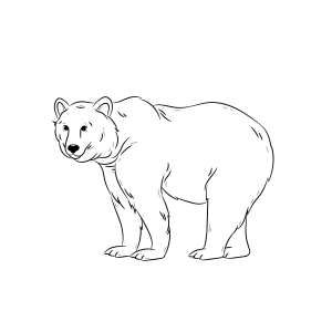 Urso Polar Colorido