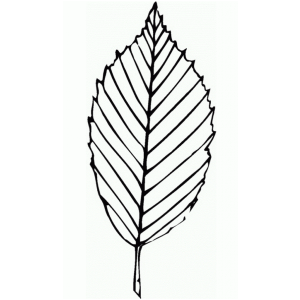 Desenhe a Natureza: Folha Elegante