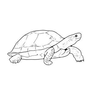Jabuti andando com a cabeça erguida para colorir