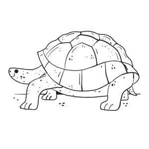 Jabuti caminhando devagar para colorir