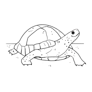 Jabuti de perfil olhando para o alto para colorir