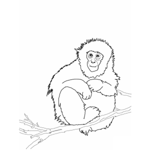 Macaco na Floresta: Hora de Colorir