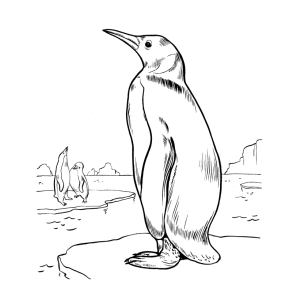 Pinguins no Ártico