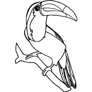 Tucano com penas detalhadas para colorir