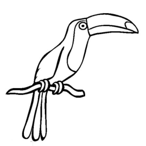 Tucano de corpo inteiro no galho para colorir