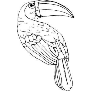 Tucano grande de corpo inteiro para colorir