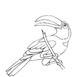 Tucano pousado com a cauda longa para colorir