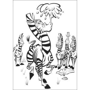 As Zebras Divertidas de Madagascar