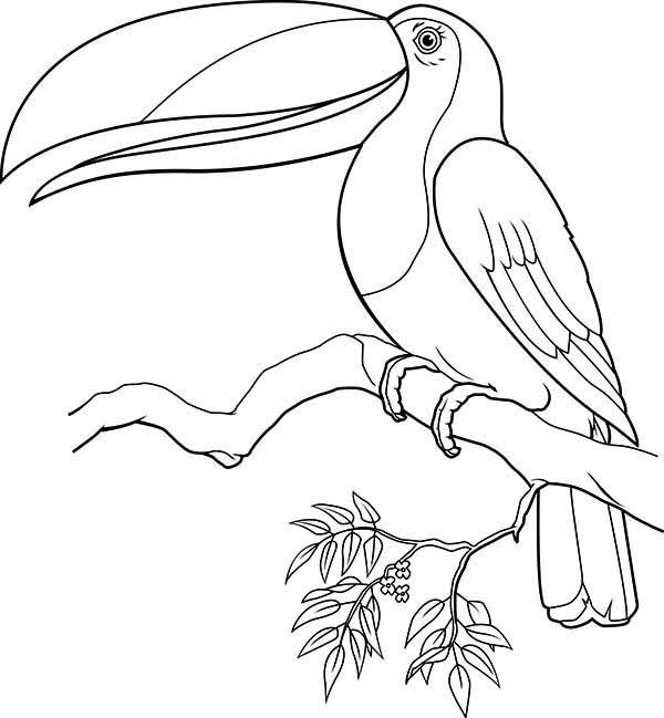 Tucano com o bico virado para cima para colorir