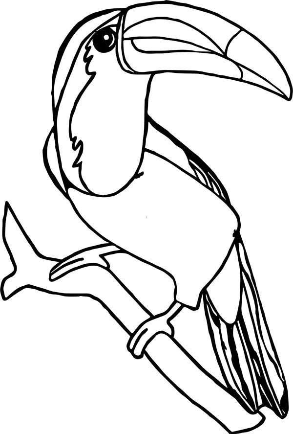Tucano com penas detalhadas para colorir