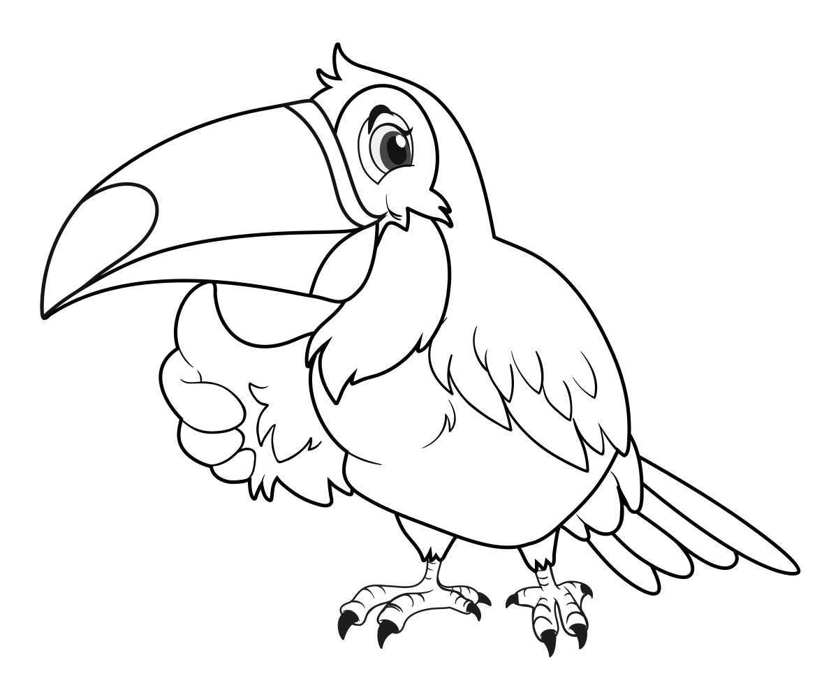 Tucano curioso com a cabeça inclinada para colorir