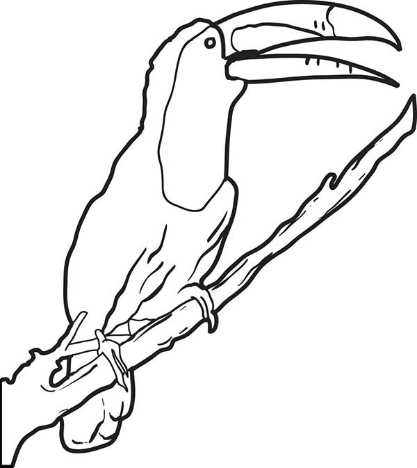 Tucano de bico aberto no galho para colorir