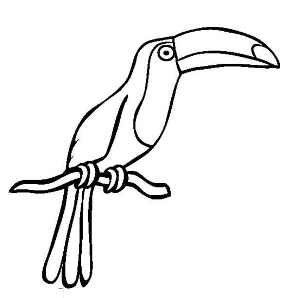 Tucano de corpo inteiro no galho para colorir