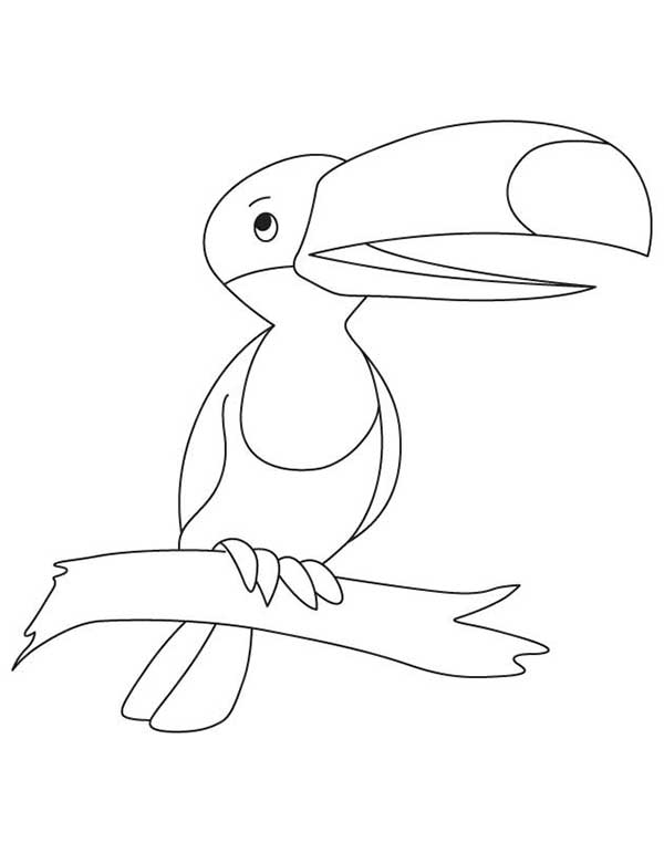 Tucano de perfil com bico grande para colorir