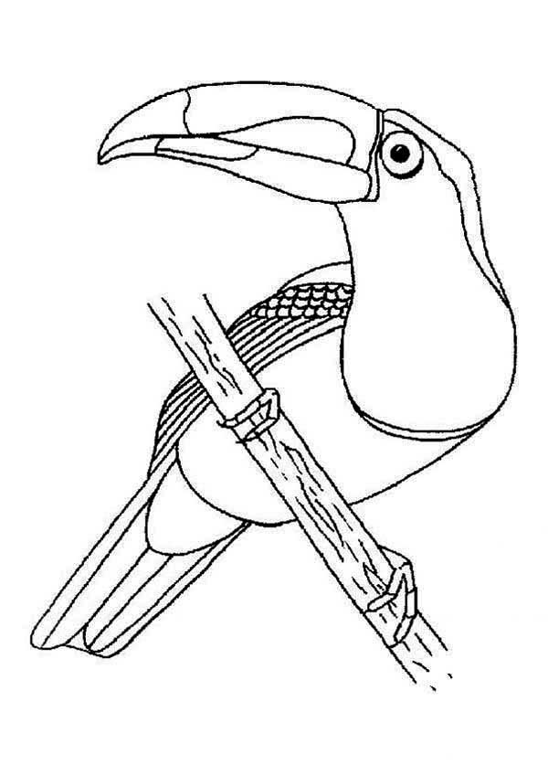 Tucano descansando em um galho fino para colorir