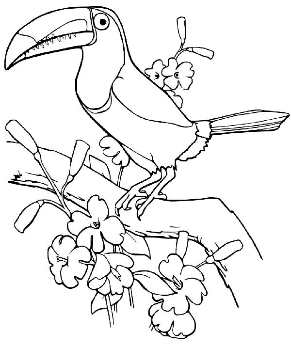 Tucano em um galho cheio de flores para colorir