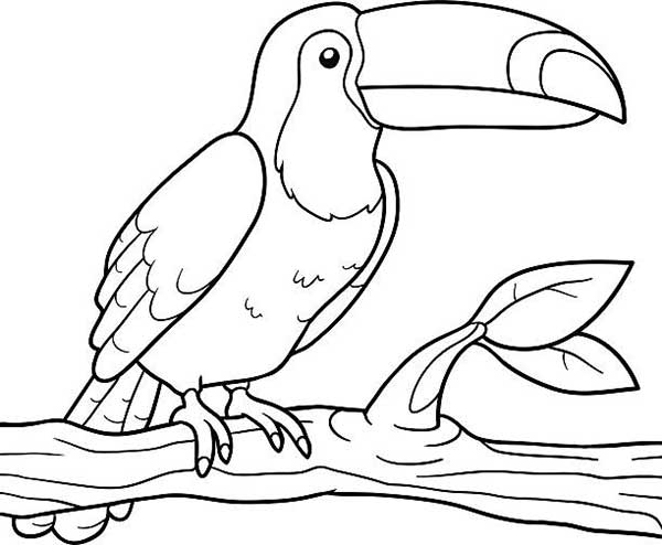 Tucano entre folhas da mata para colorir