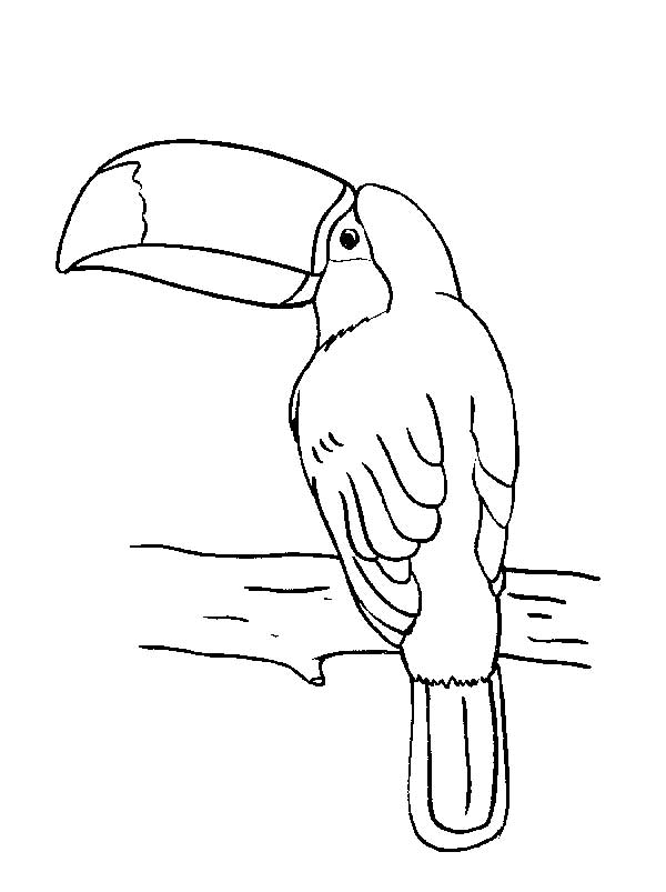 Tucano espiando de lado para colorir