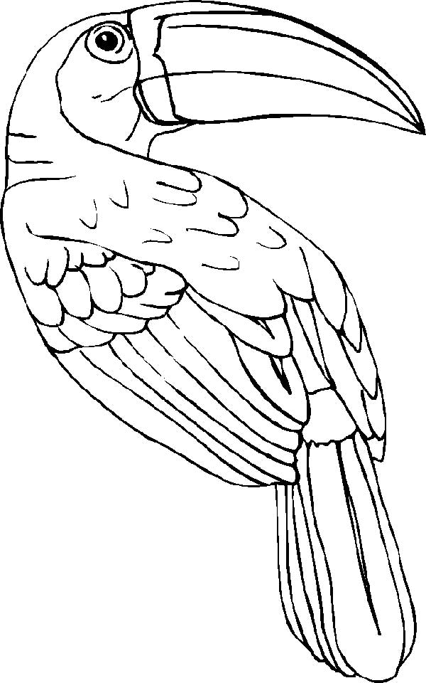 Tucano grande de corpo inteiro para colorir