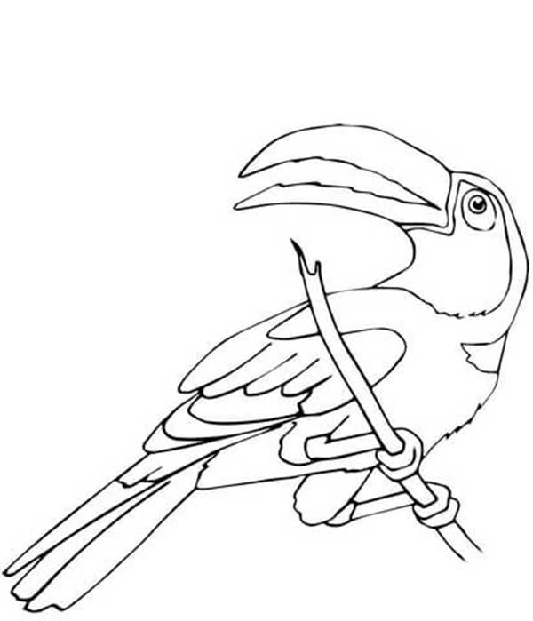 Tucano pousado com a cauda longa para colorir