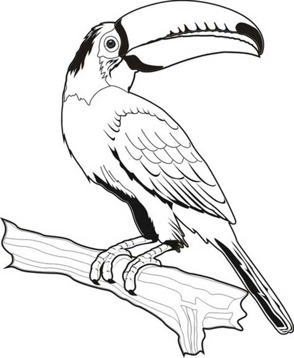 Tucano pousado em um tronco para colorir